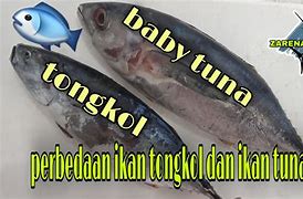 Beda Ikan Tongkol Dan Ikan Tuna